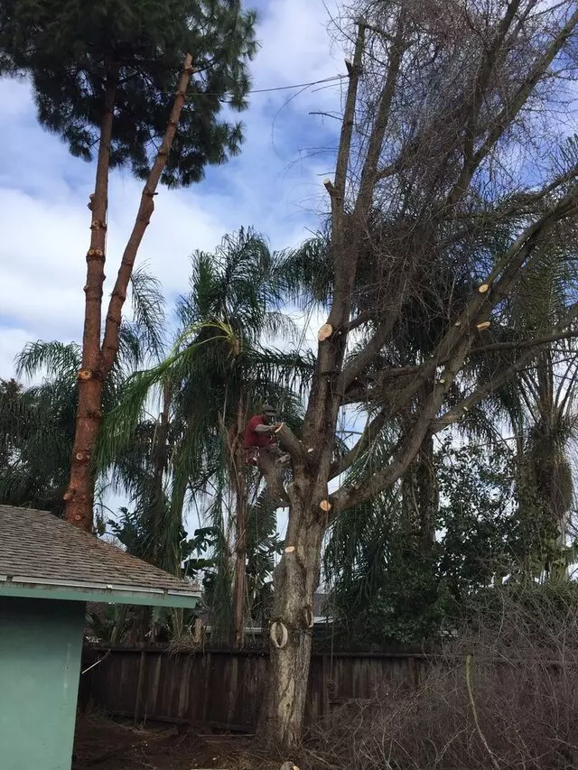 Angel’s Tree Service