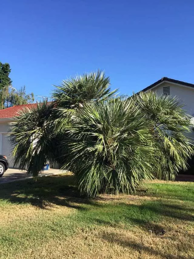 Angel’s Tree Service