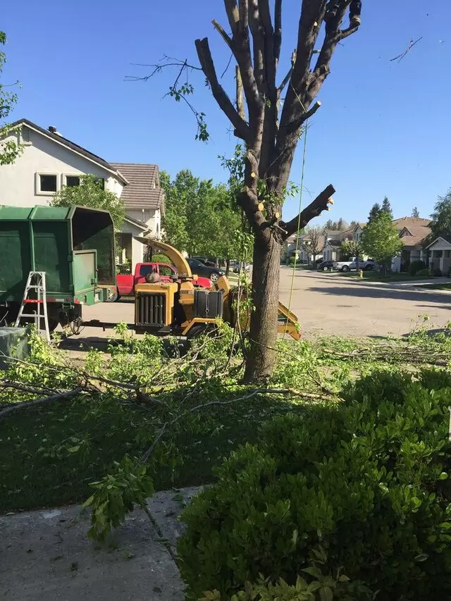 Angel’s Tree Service
