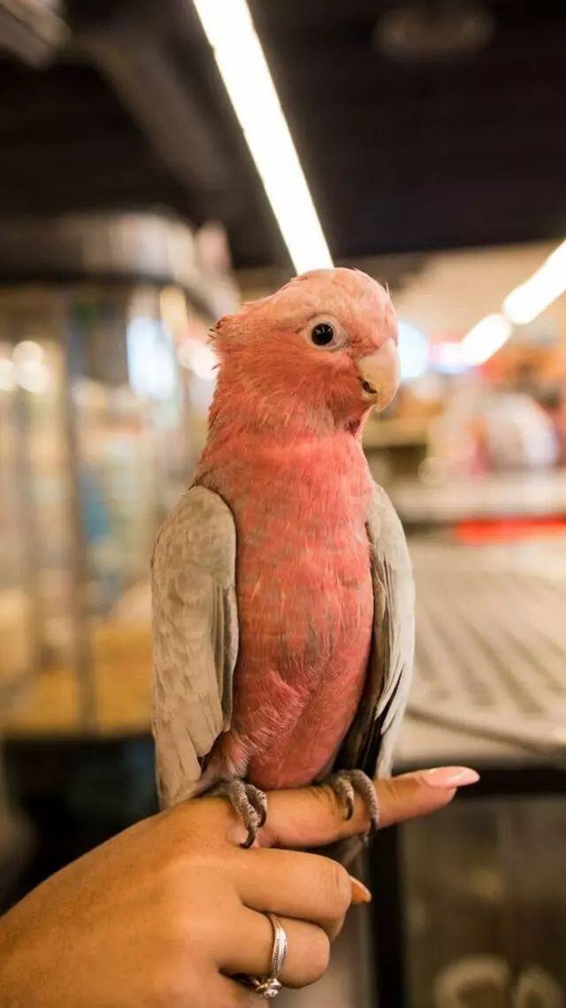 Carters Pet Mart