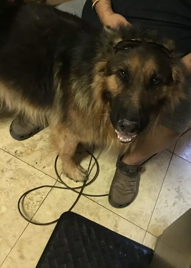 Anytime Mobile Grooming