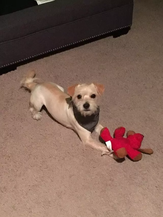 Anytime Mobile Grooming