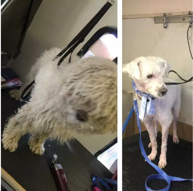 Anytime Mobile Grooming