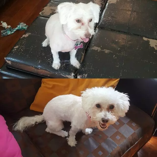 Anytime Mobile Grooming