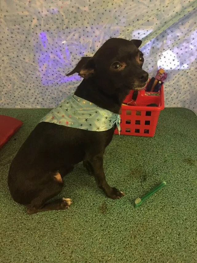 Anytime Mobile Grooming