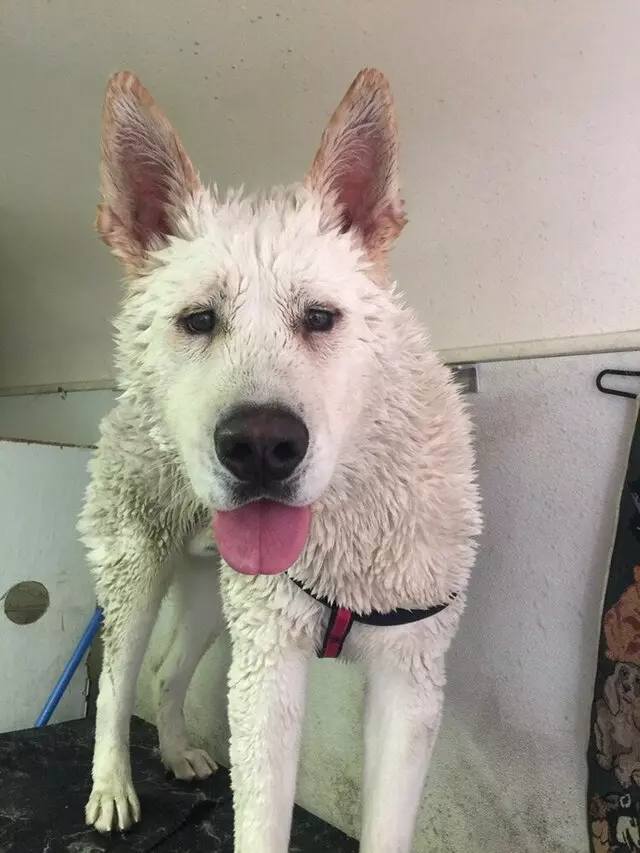 Anytime Mobile Grooming