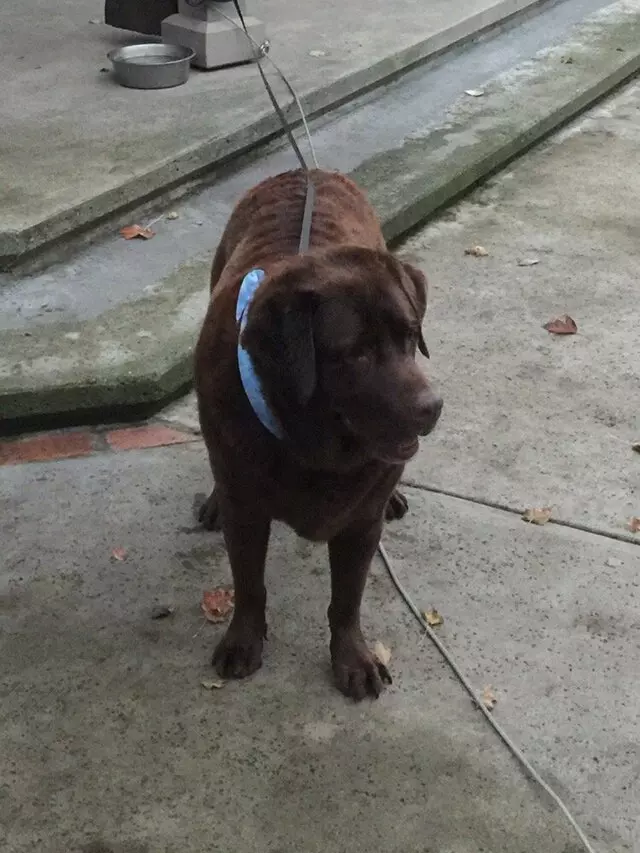 Anytime Mobile Grooming