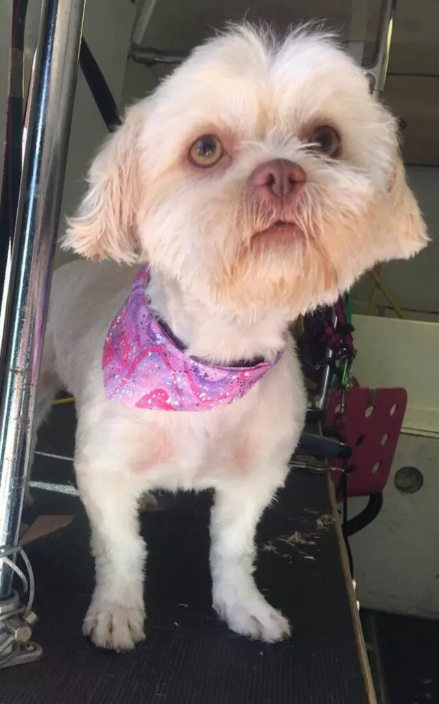 Anytime Mobile Grooming