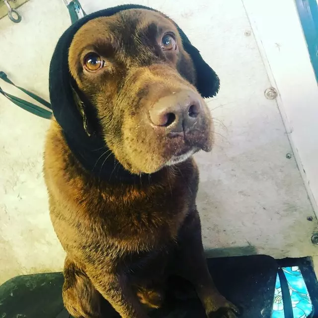 Anytime Mobile Grooming