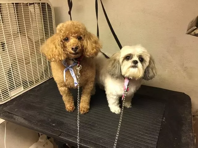 Anytime Mobile Grooming