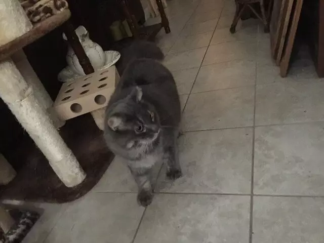 Anytime Mobile Grooming