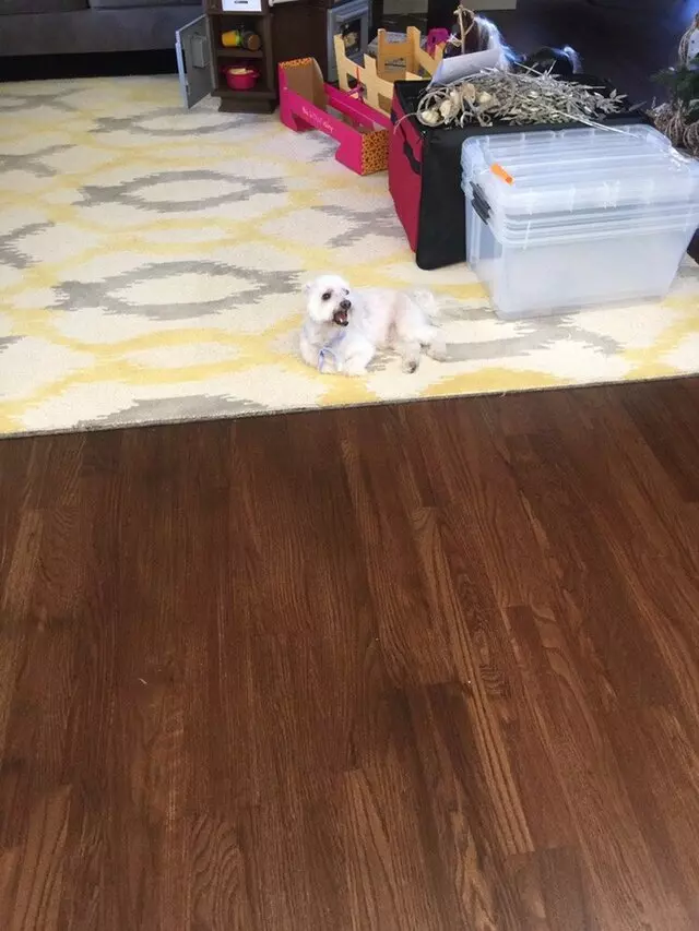 Anytime Mobile Grooming