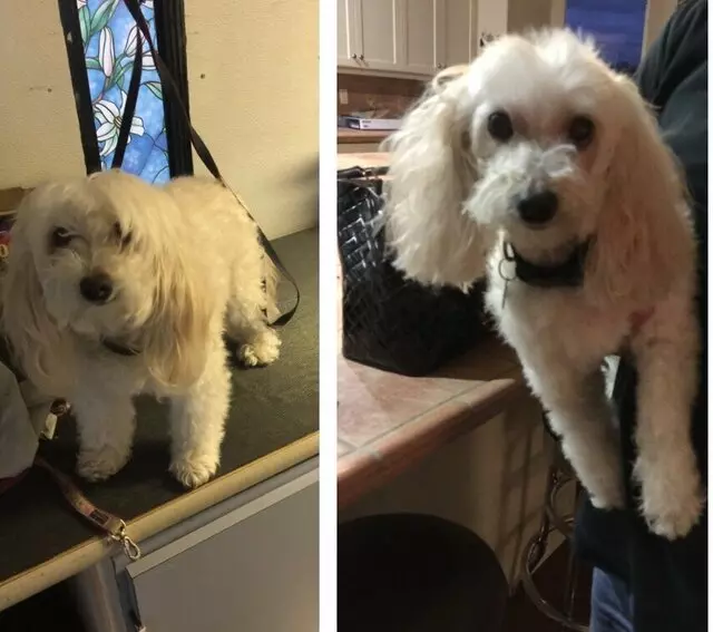 Anytime Mobile Grooming