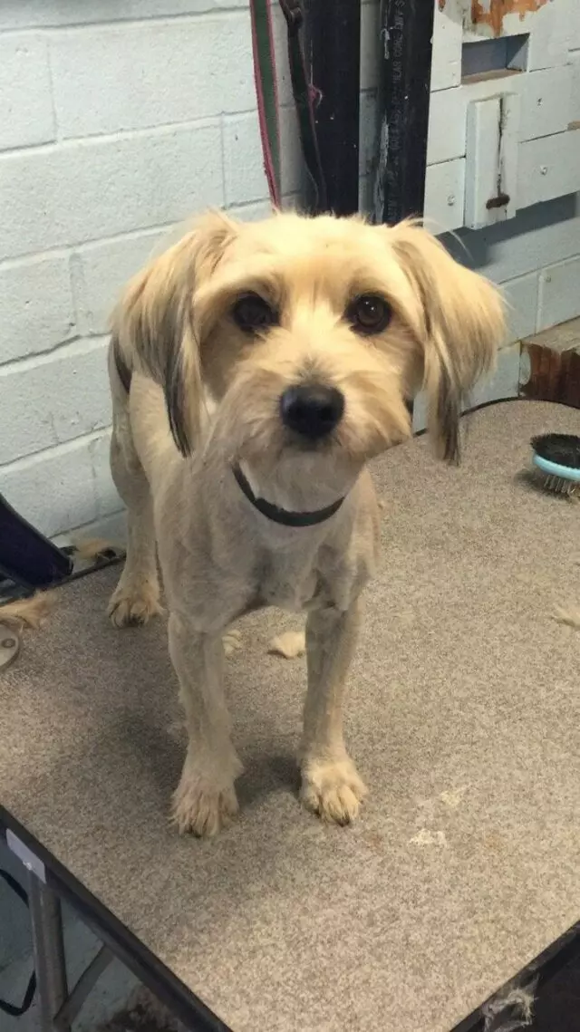 Anytime Mobile Grooming