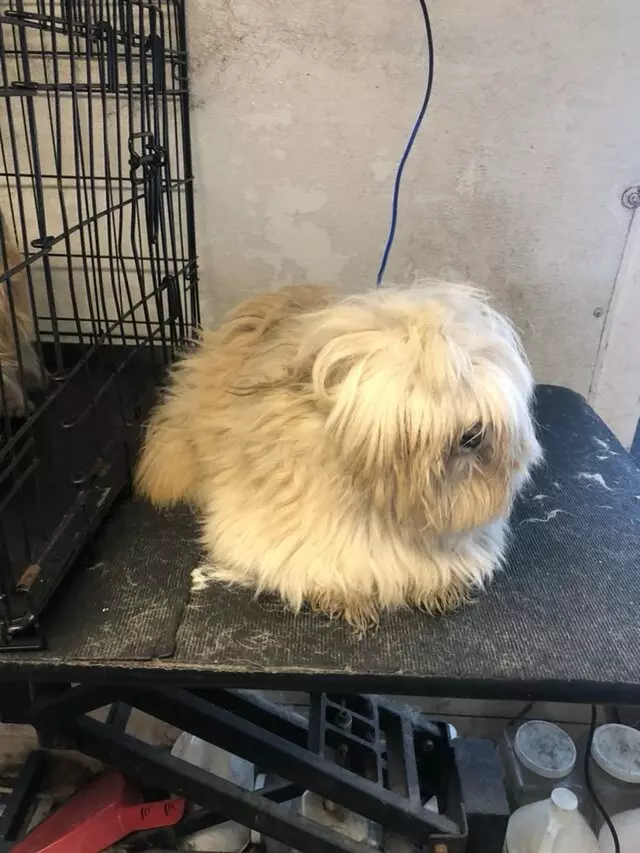 Anytime Mobile Grooming