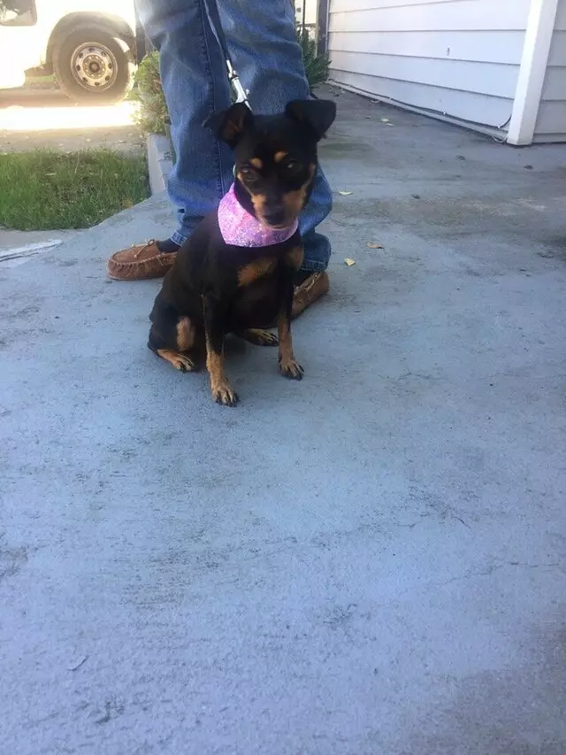 Anytime Mobile Grooming