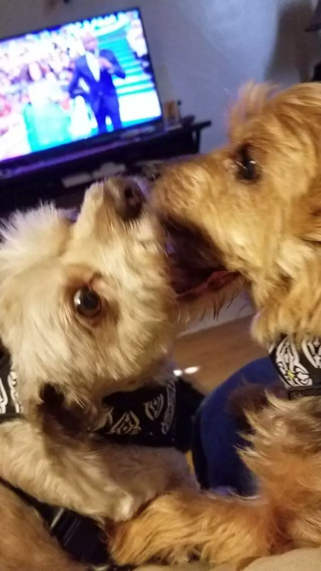 Anytime Mobile Grooming