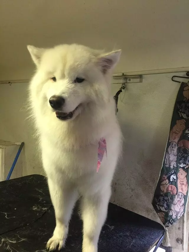Anytime Mobile Grooming