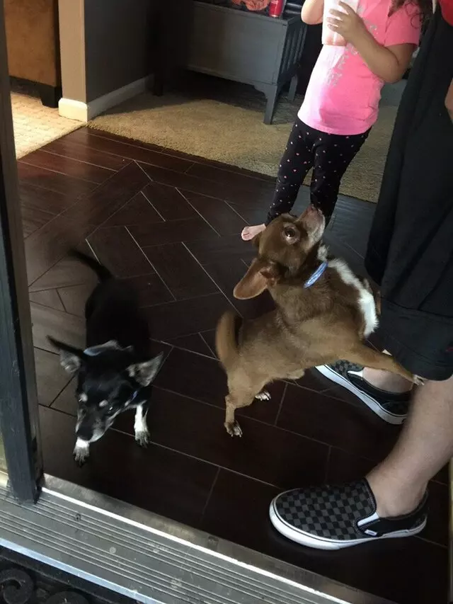 Anytime Mobile Grooming
