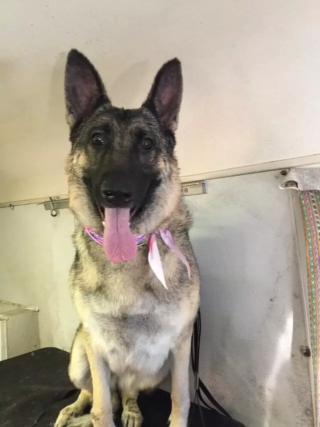 Anytime Mobile Grooming