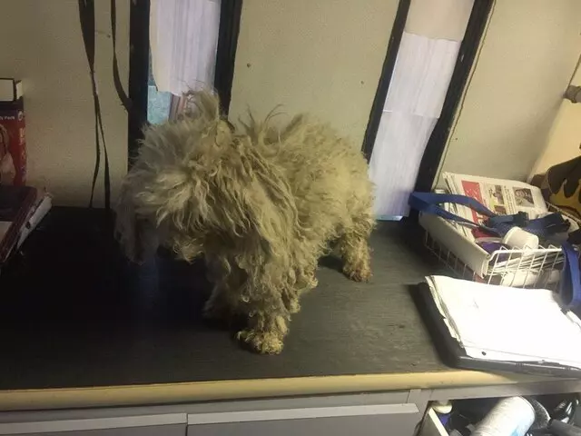 Anytime Mobile Grooming