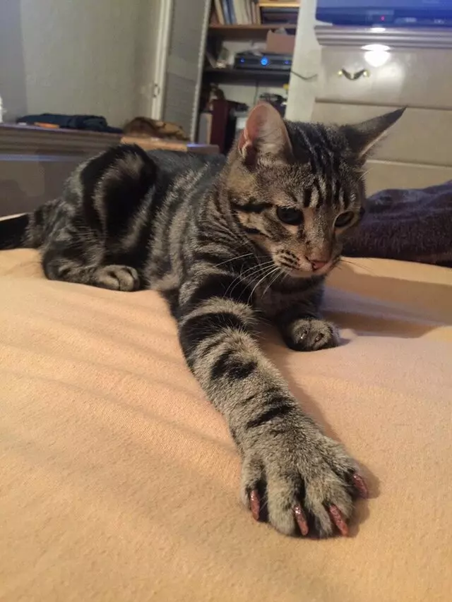 Anytime Mobile Grooming