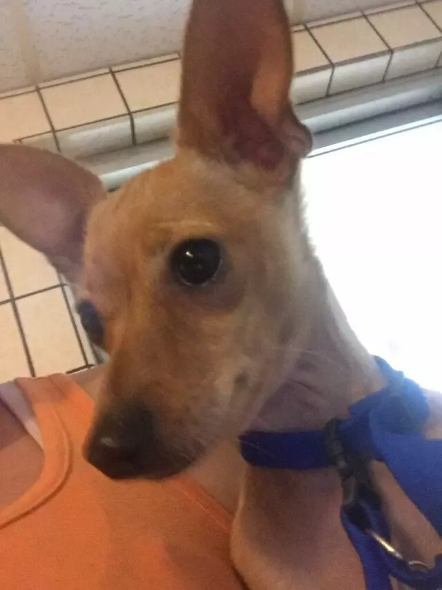 Anytime Mobile Grooming