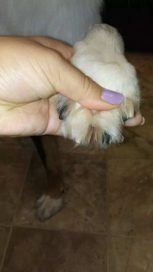 Anytime Mobile Grooming