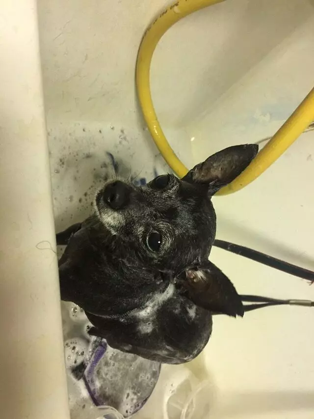 Anytime Mobile Grooming