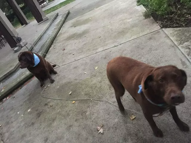 Anytime Mobile Grooming