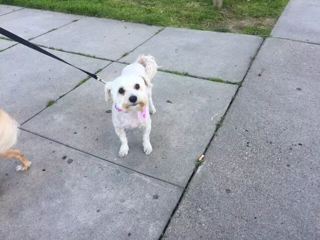 Anytime Mobile Grooming
