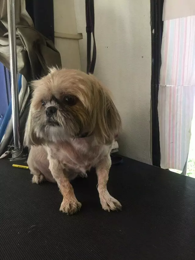 Anytime Mobile Grooming