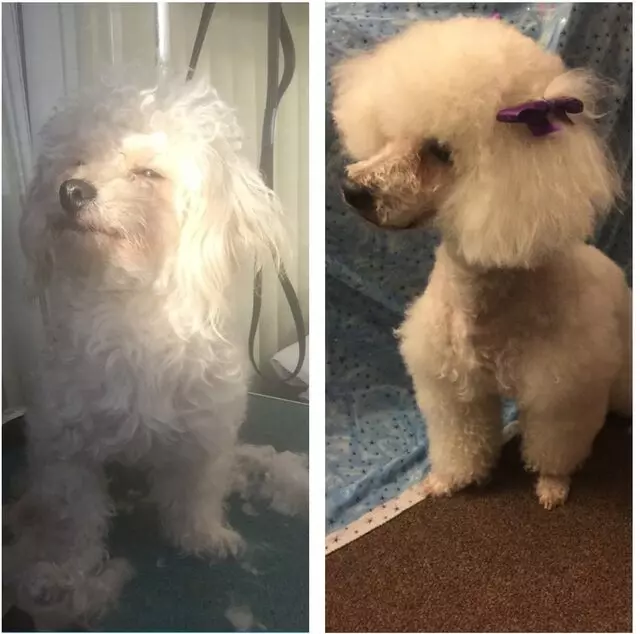 Anytime Mobile Grooming