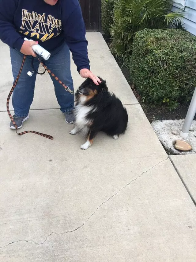 Anytime Mobile Grooming