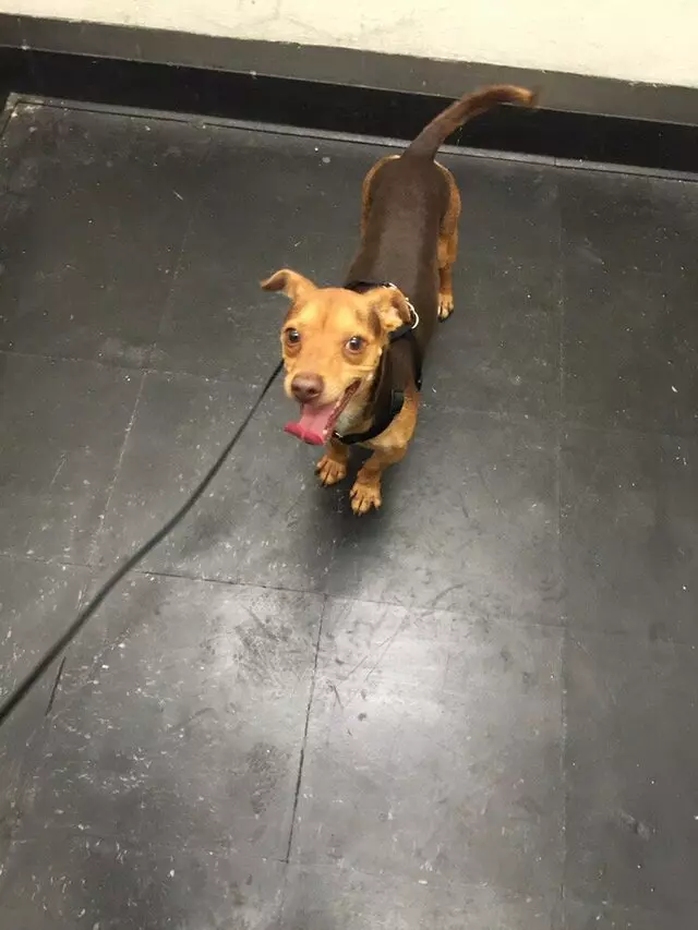 Anytime Mobile Grooming
