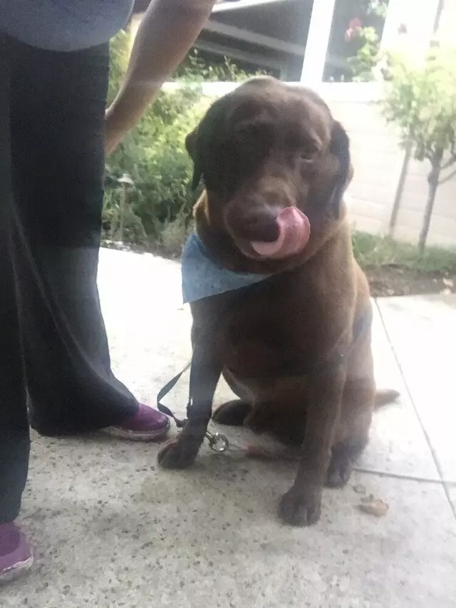 Anytime Mobile Grooming