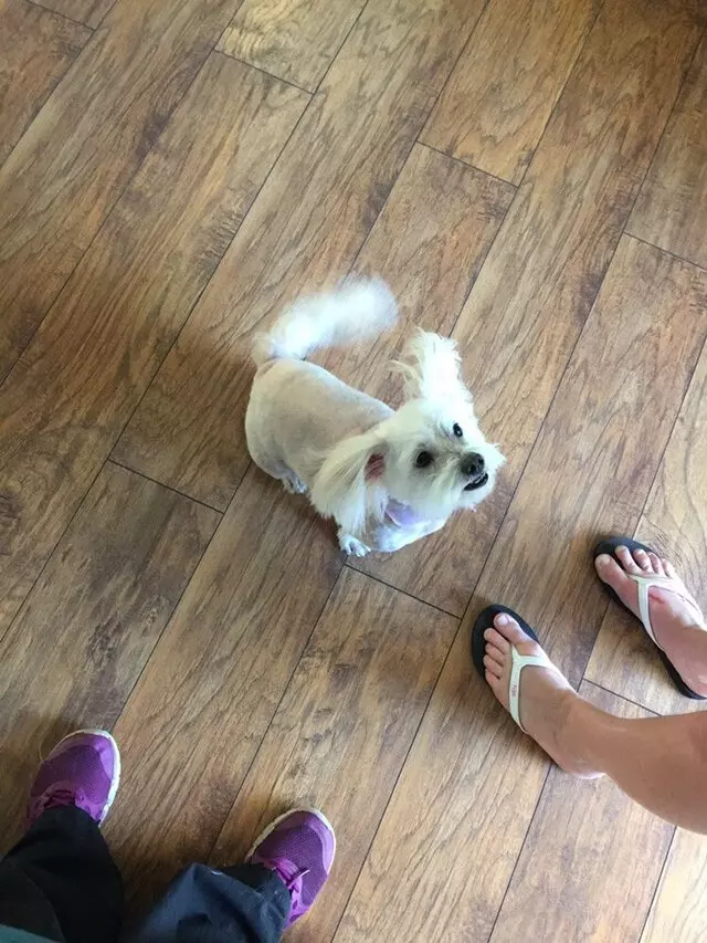 Anytime Mobile Grooming