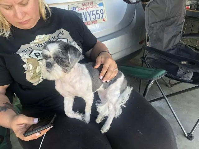 Anytime Mobile Grooming