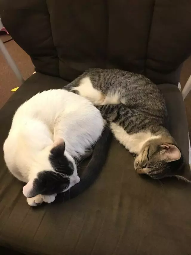 Anytime Mobile Grooming