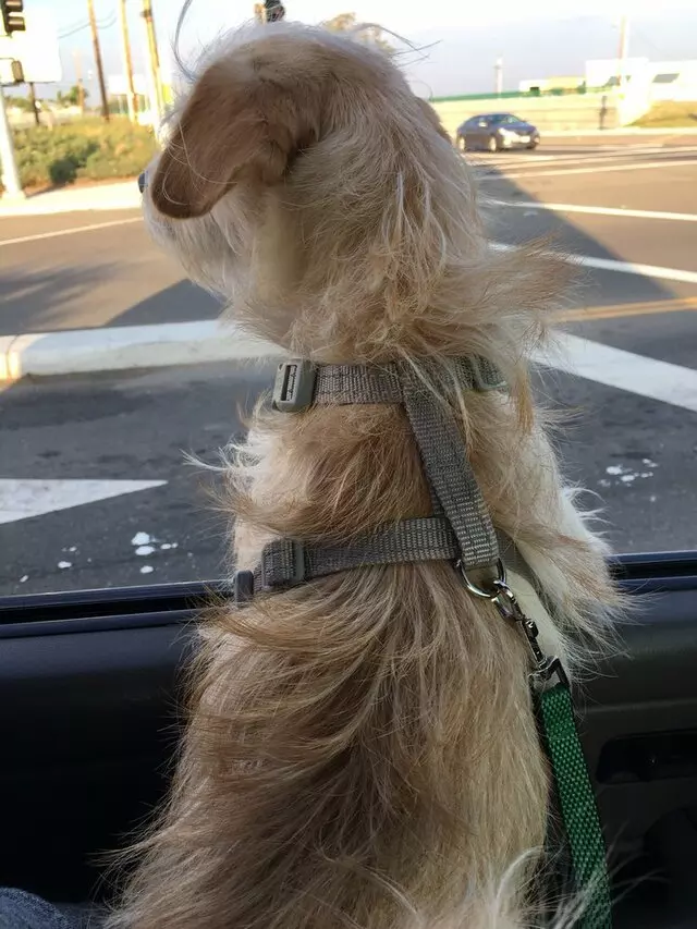 Anytime Mobile Grooming