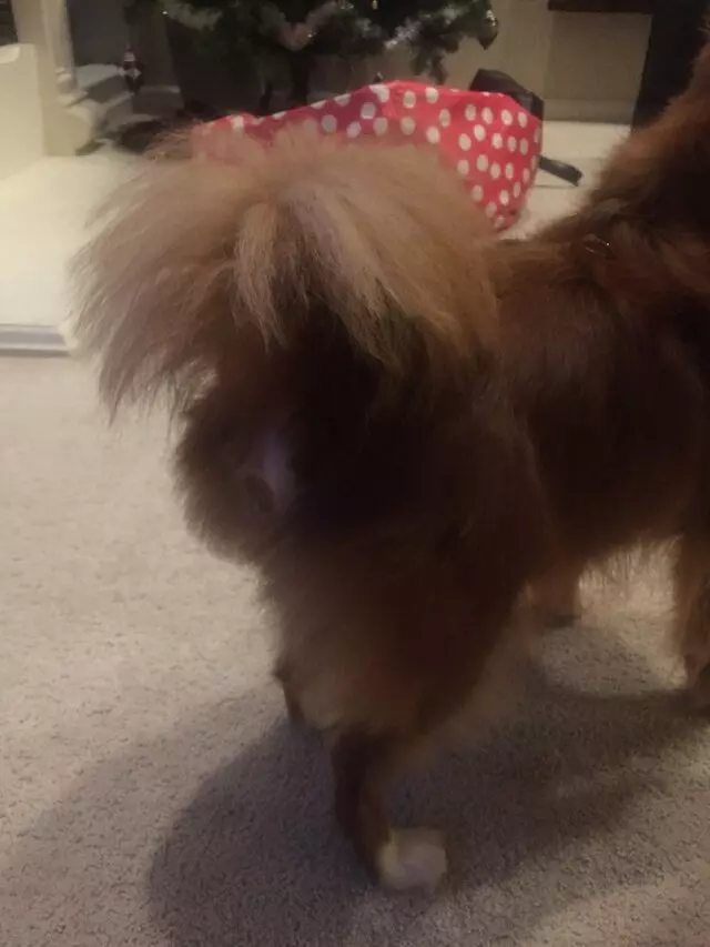 Anytime Mobile Grooming