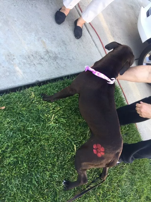 Anytime Mobile Grooming