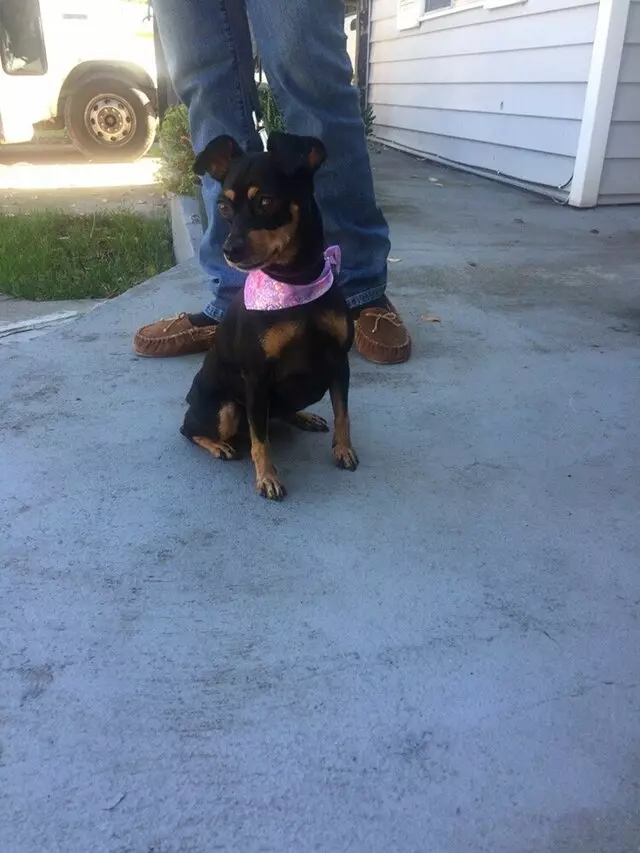 Anytime Mobile Grooming