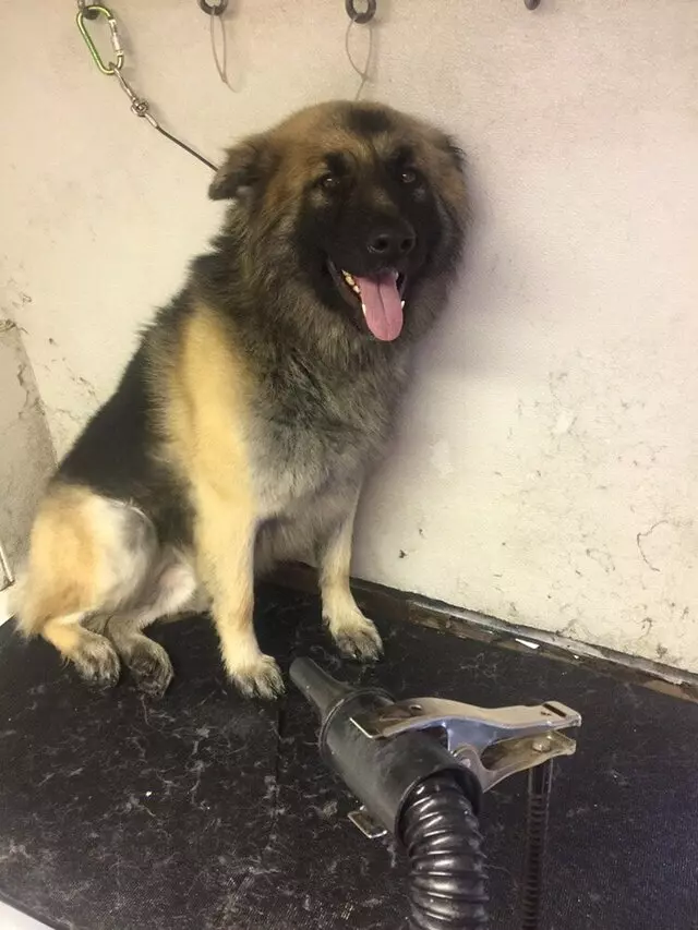 Anytime Mobile Grooming