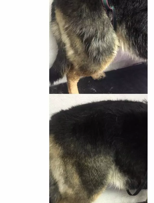 Anytime Mobile Grooming