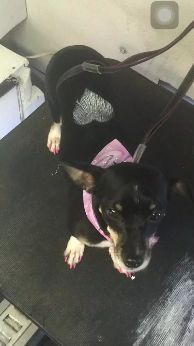 Anytime Mobile Grooming