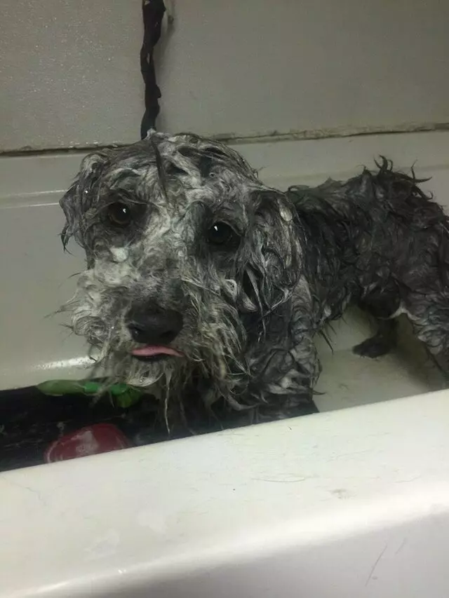 Anytime Mobile Grooming