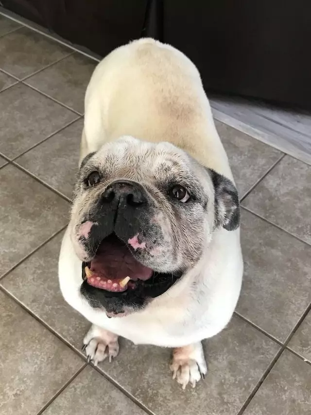 Anytime Mobile Grooming