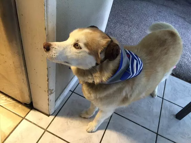 Anytime Mobile Grooming