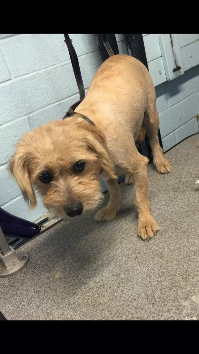 Anytime Mobile Grooming